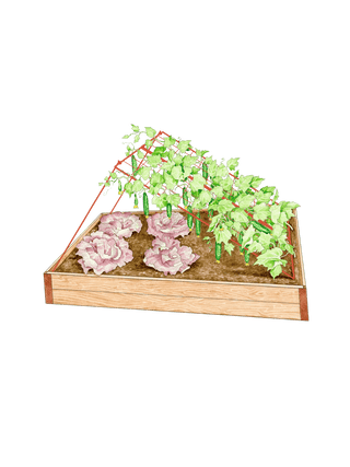 || https://assets.gardeners.com/transform/fea9a4df-879e-4fd6-b3c1-222e858bf198/8587081_CukeTrellis-M_Red_fl_001E-tif