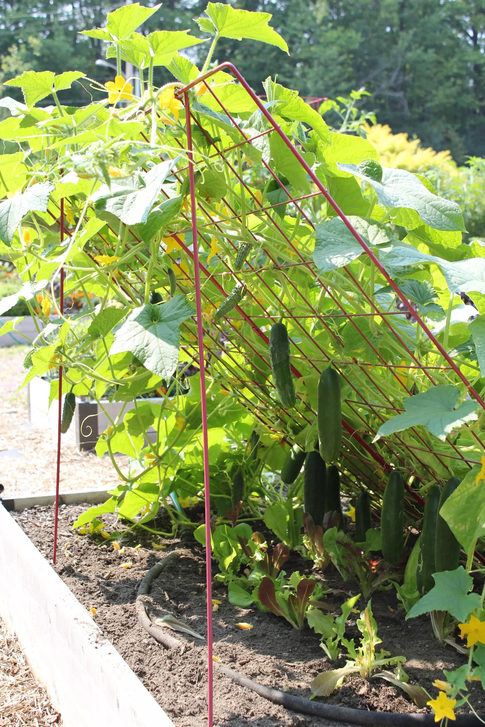 cucumber plants on trellis Large Cucumber Trellis