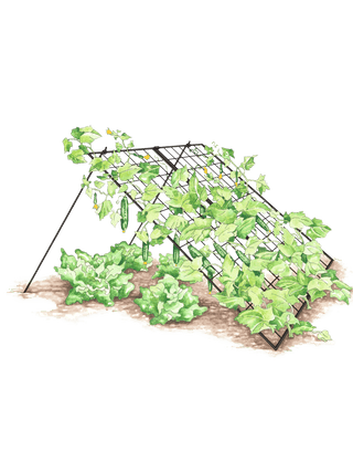  || https://assets.gardeners.com/transform/07c5e38c-c142-4518-8d1b-937d846aea28/8587082_CukeTrellis-L_Blk_001E-tif