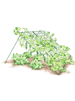 || https://assets.gardeners.com/transform/6817ebf2-a23d-4b51-9bdc-6cd06198ea91/8587082_CukeTrellis-L_Grn_001E-tif
