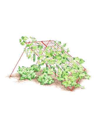  || https://assets.gardeners.com/transform/44adbce4-f8f1-46cd-8fe2-9541ebf44d51/8587082_CukeTrellis-L_Red_001E-tif