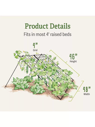  || https://assets.gardeners.com/transform/6e59b464-967a-4a20-8935-5156e5b5da2f/_8587082_dimensions