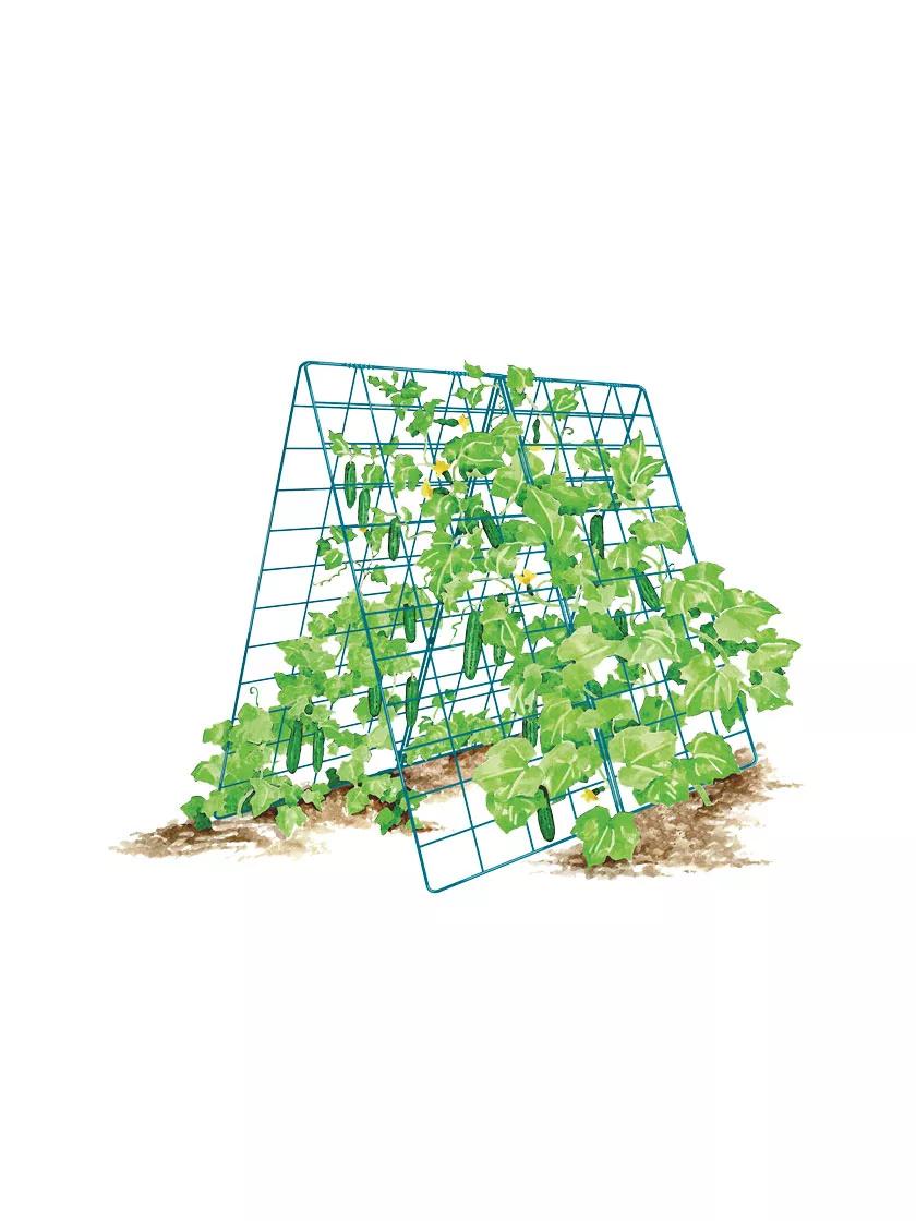 cucumber plant need trellis Deluxe Cucumber Trellis