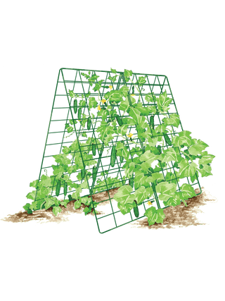  || https://assets.gardeners.com/transform/4fd059eb-2d7d-4a75-b372-439151bdbde4/8587083_001_GRN-tif