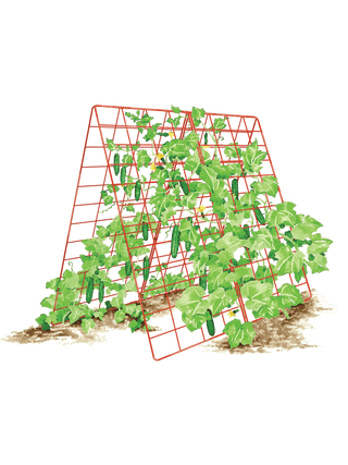 || https://assets.gardeners.com/transform/a8687db8-2f89-4bb0-8e20-24e7763de33b/8587083_001_RED-tif