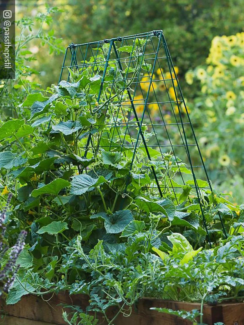 straight eight cucumber plant trellis Deluxe Cucumber Trellis