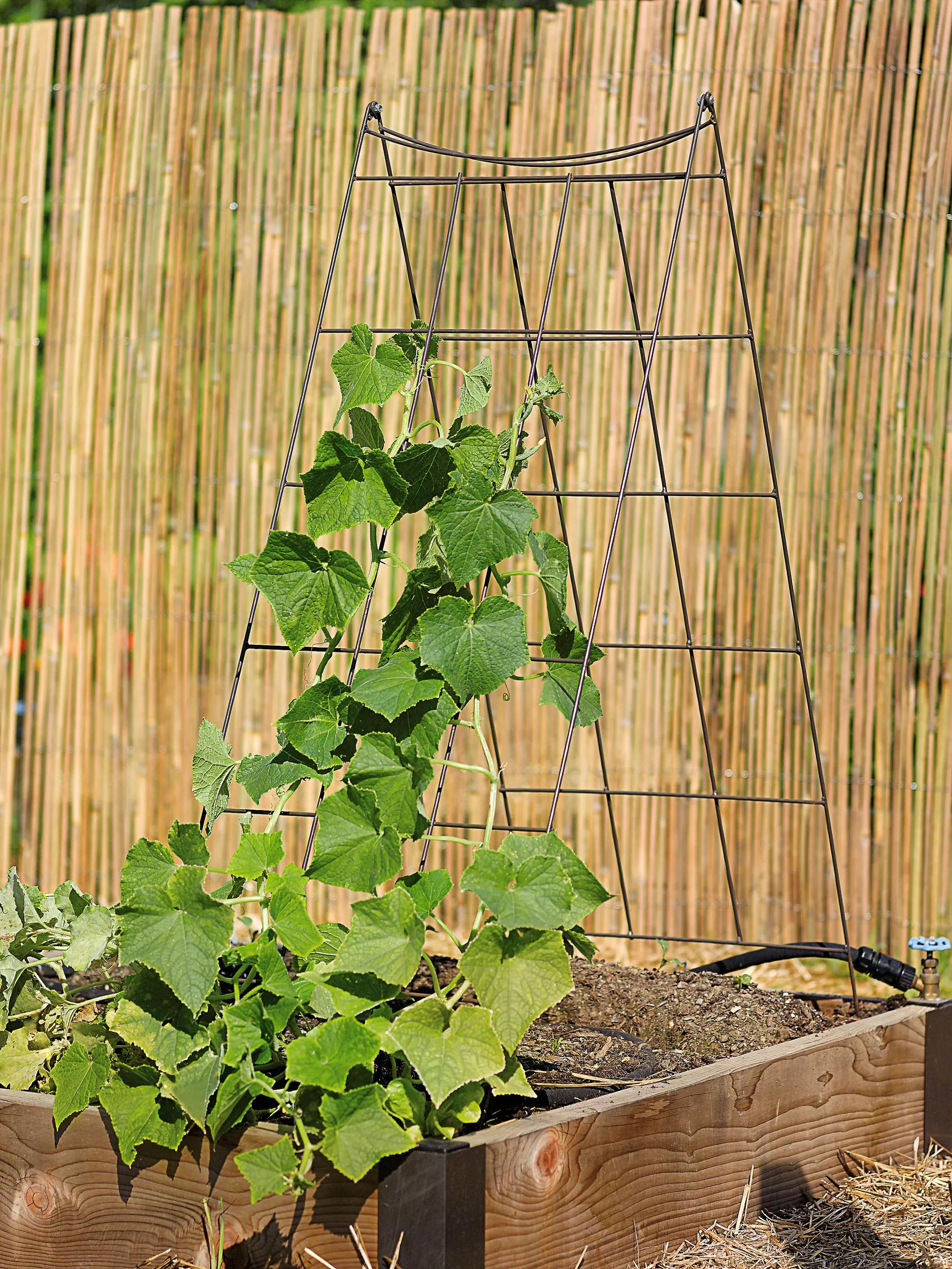 trellis for plants nearby Wire A-Frame Trellis
