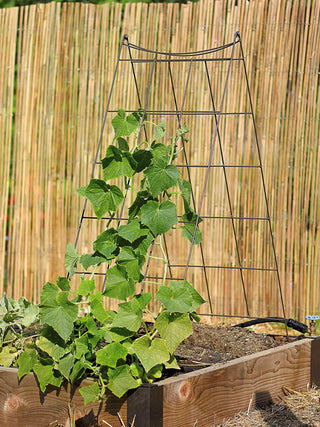  || https://assets.gardeners.com/transform/9e2c0869-1c0d-4fe1-b579-09b261a86114/8587104_526-tif
