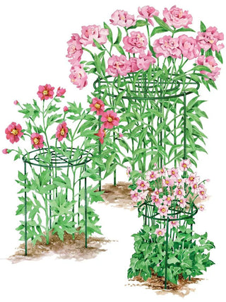  || https://assets.gardeners.com/transform/18268283-2ab2-47b1-9a72-5ef507e8a183/8587111RS_001E-1