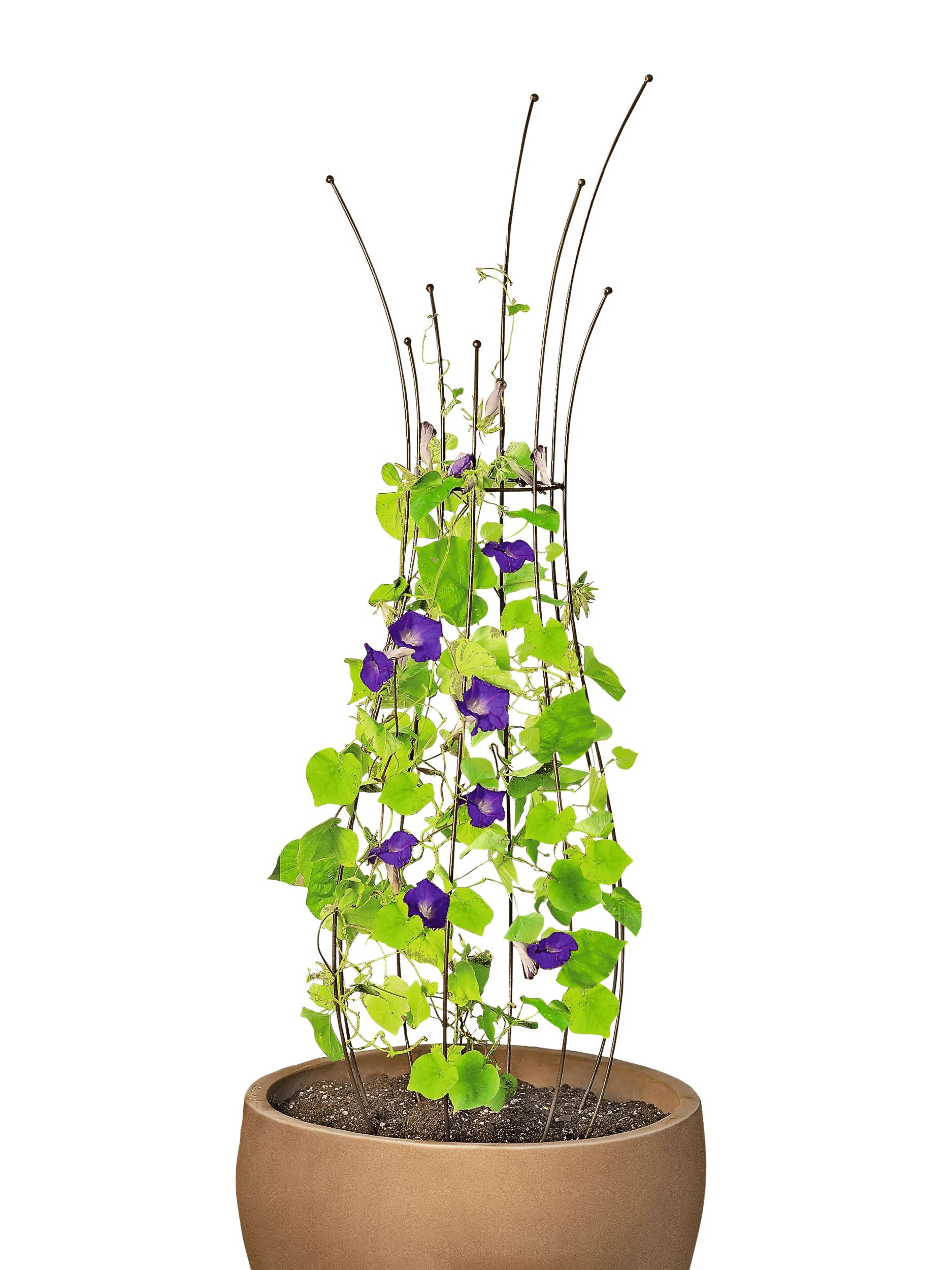 trellis ideas for potted plants Jardin™ Pot Trellis