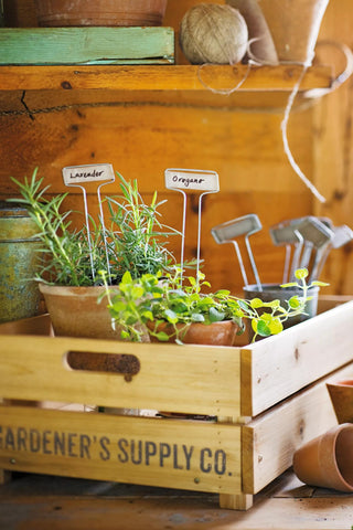  || https://assets.gardeners.com/transform/3281d165-ad6f-4f65-a18c-2063e903b3cc/8587360B-1_001-tif