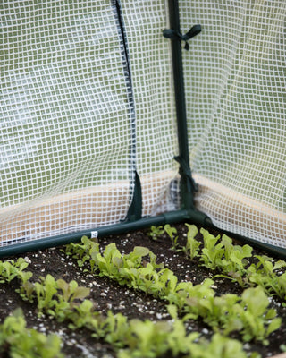  || https://assets.gardeners.com/transform/3d67b3ad-943d-4cd2-8dbf-5b6b6da5366d/8587631_271-tif