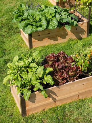  || https://assets.gardeners.com/transform/d131fd80-3844-4010-bc28-cef2c7e88339/8587800_0377-tif