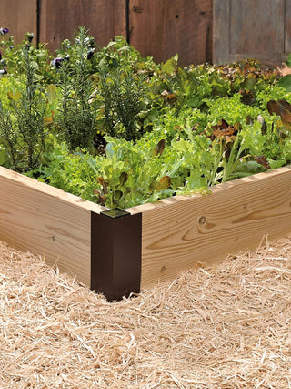  || https://assets.gardeners.com/transform/a47659d6-53ec-4b96-aab2-d05fa16506c7/8587815_086_001E-tif