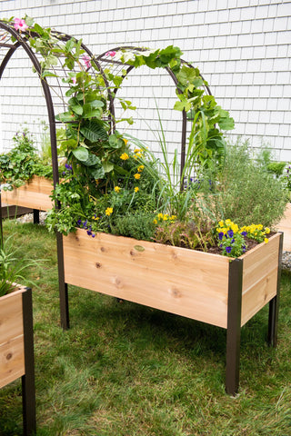  || https://assets.gardeners.com/transform/7cef1219-a0a0-469e-8bf5-524f2ae01ecc/8587823_0490