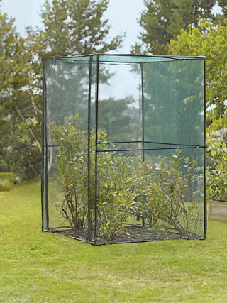  || https://assets.gardeners.com/transform/06835fea-0dc8-494d-bdf4-594f1d017805/8587832_149-tif