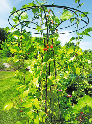  || https://assets.gardeners.com/transform/d136e9c1-0d50-4949-951e-c4441ad67b0d/8587861_100-tif