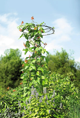  || https://assets.gardeners.com/transform/7de2f1a0-b1b7-4fd8-b7cf-b9965bc1e7c9/8587861_4160-tif