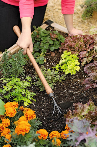  || https://assets.gardeners.com/transform/62902f46-a730-4b89-8fab-00f2834f2563/8587960_0687-tif