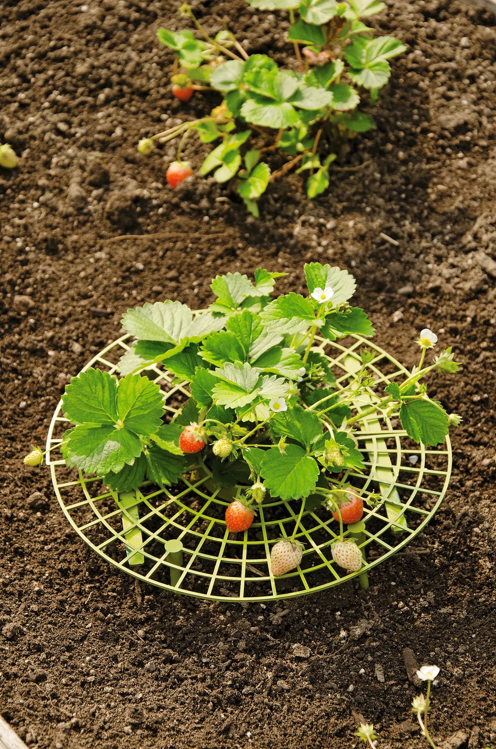 do strawberry plants need trellis Strawberry Supports | Protect Berries with this Strawberry Plant Cradl