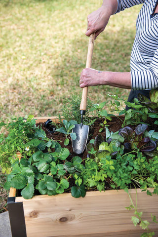  || https://assets.gardeners.com/transform/d14ceea5-60cf-4803-b13a-c1dc72457619/8588014_4084-tif