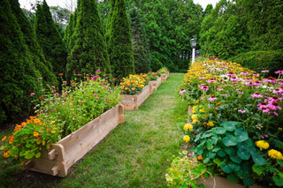  || https://assets.gardeners.com/transform/bff798e2-f116-4226-b570-fdd9306b952f/8588137_06V-tif
