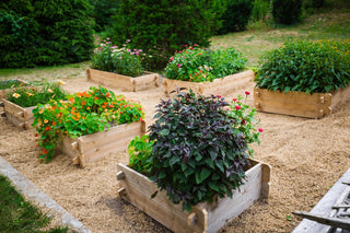  || https://assets.gardeners.com/transform/f4bde726-0355-4892-8cf9-cd728805a369/8588143_09V-tif