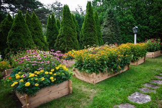  || https://assets.gardeners.com/transform/294dd742-29d0-4b72-9c4a-9eb53493434e/8588143_10V-tif