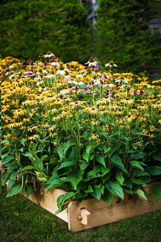  || https://assets.gardeners.com/transform/ab21afd3-2fb1-4317-a890-3ba37721d52c/8588144_014V-tif