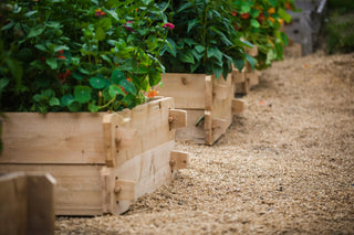  || https://assets.gardeners.com/transform/cda893e8-9125-4161-86e9-36b51f20b76c/8588144_02V-tif