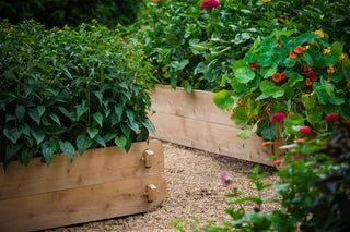  || https://assets.gardeners.com/transform/9bbe6992-b684-4c59-8ad3-10f361a1eb37/8588144_10V-tif