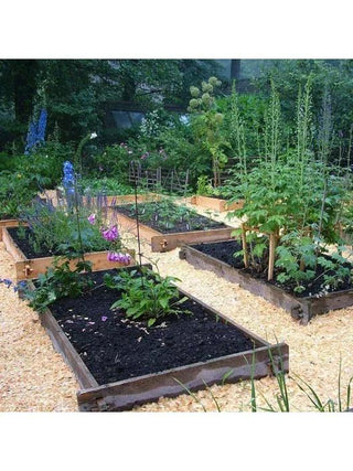  || https://assets.gardeners.com/transform/453a2383-59fc-4610-b6ef-eed5cd72a697/8588146_02V-tif
