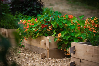  || https://assets.gardeners.com/transform/7369340a-8b70-4804-8b20-080a0fe4a48b/8588146_03V-tif