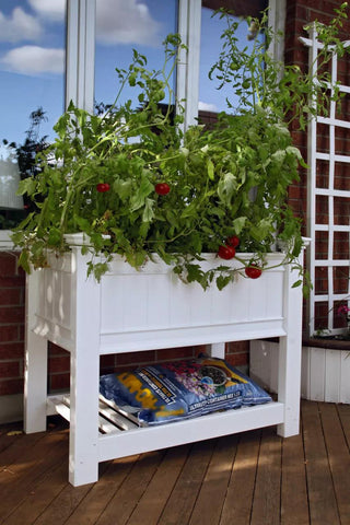  || https://assets.gardeners.com/transform/a5bd95db-8de2-431c-b87c-98dc047783a4/8588167_01V-tif