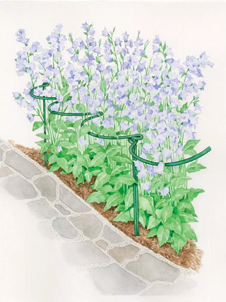  || https://assets.gardeners.com/transform/85ee89d3-3fb4-4dc4-a376-5c536996666a/8588403_003-1