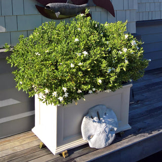  || https://assets.gardeners.com/transform/9719d78a-0bac-4907-bd0f-96fd0c6fd68f/8588417_208V-tif
