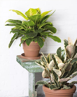  || https://assets.gardeners.com/transform/36825dc8-4b5d-41aa-b680-e85ca8f62fbd/8588723_3354-tif