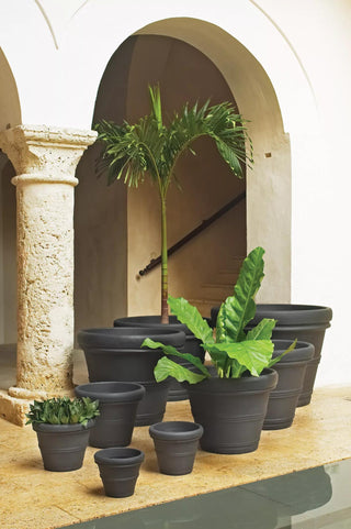  || https://assets.gardeners.com/transform/1bc80a03-43d7-4d80-ab9f-9976e852e417/8588724_001V-tif