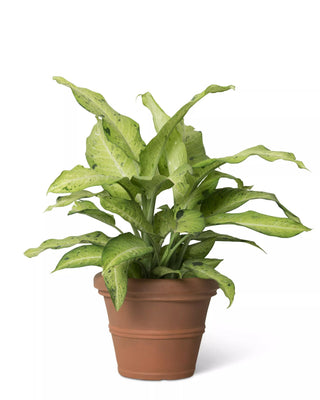  || https://assets.gardeners.com/transform/54c7a399-fab9-4ff3-9b68-1f1be6f0eb24/8588725_3497-tif