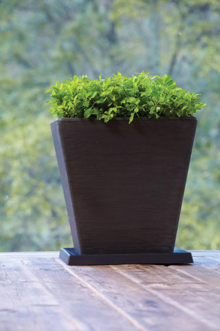  || https://assets.gardeners.com/transform/966096d1-cf49-44cc-993c-8e279d69d4f9/8589573_001V-tif