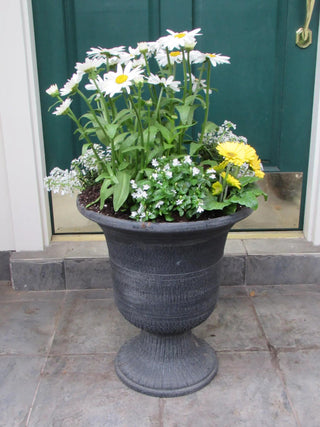  || https://assets.gardeners.com/transform/ba41f0c8-e5c8-4936-a83b-dc25810371f3/8589648_01V-tif