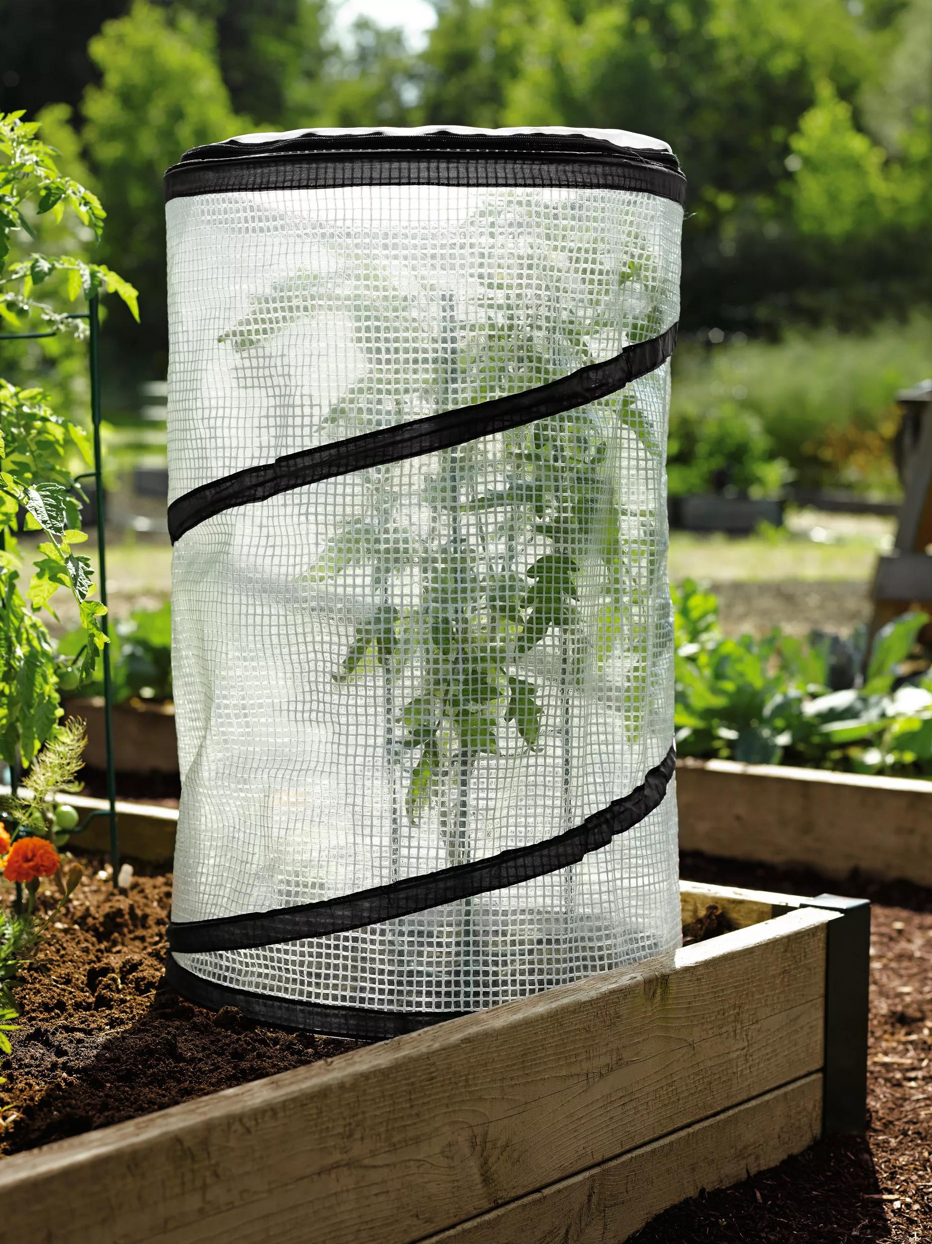 can i cover my tomato plants with plastic Pop-Up Tomato Accelerator Cloche - Mini Growhouse