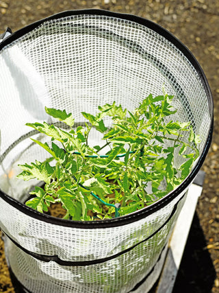  || https://assets.gardeners.com/transform/7ec51173-5b8a-4c37-9598-adfa60399c97/8589749_4176-tif