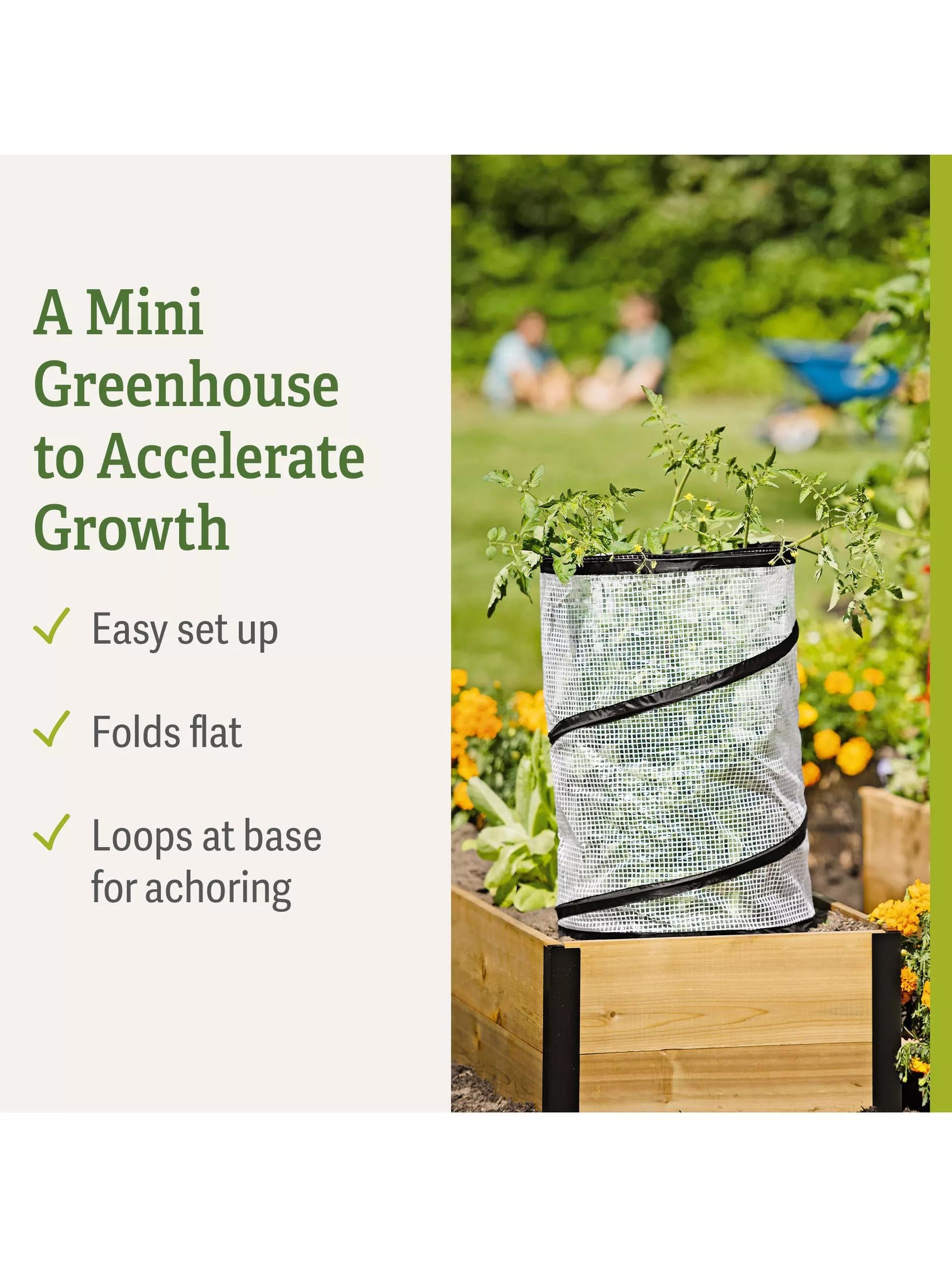 can i cover my tomato plants with plastic Pop-Up Tomato Accelerator Cloche - Mini Growhouse