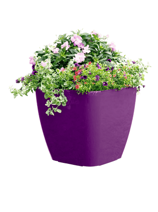  || https://assets.gardeners.com/transform/fda0bc8f-442c-44fd-bbb3-456d9fe24bdd/8589778PR_6126-tif