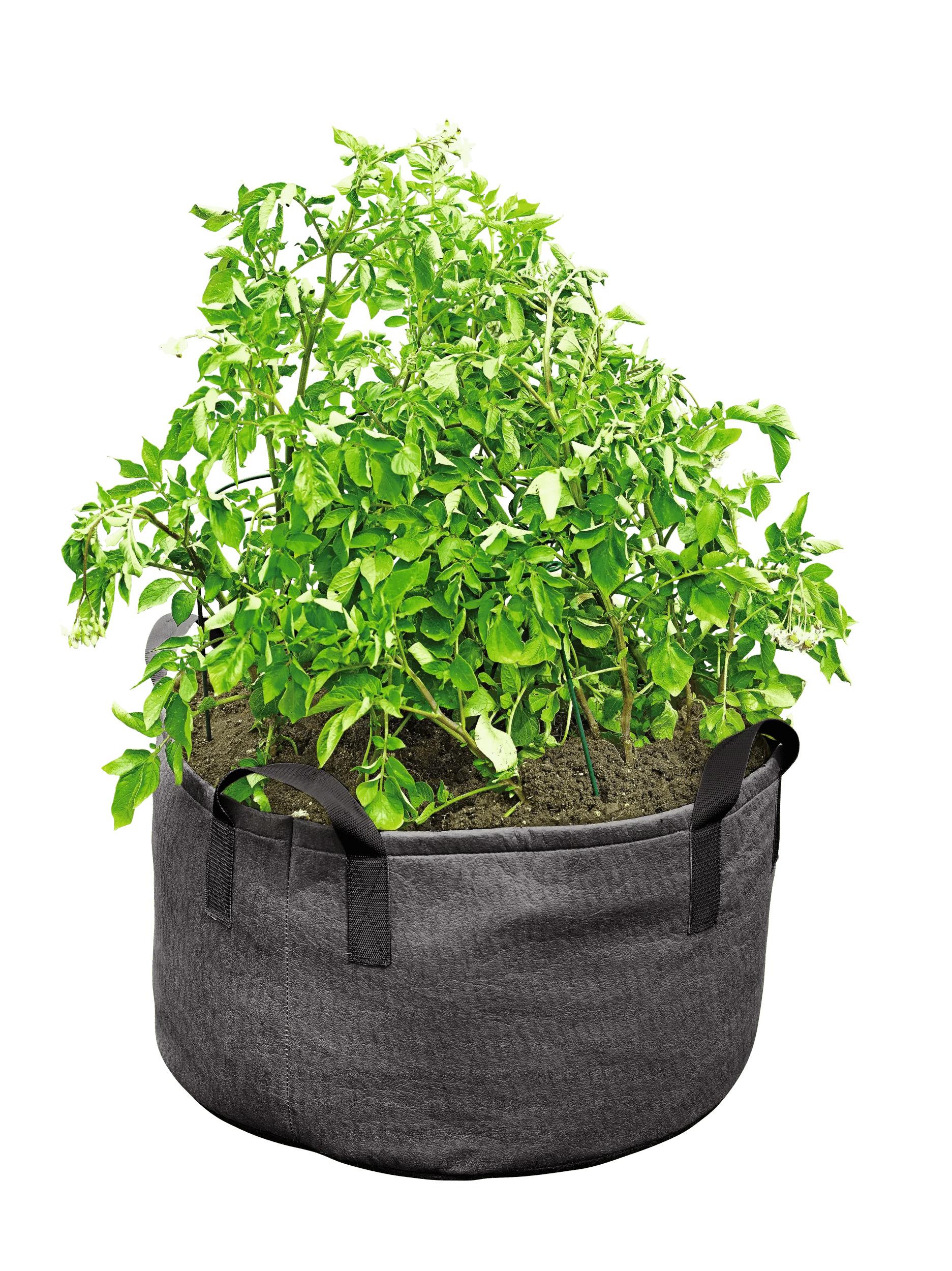 planting seed potatoes in grow bags Gardener's Best Jumbo Potato Grow Bag | Black