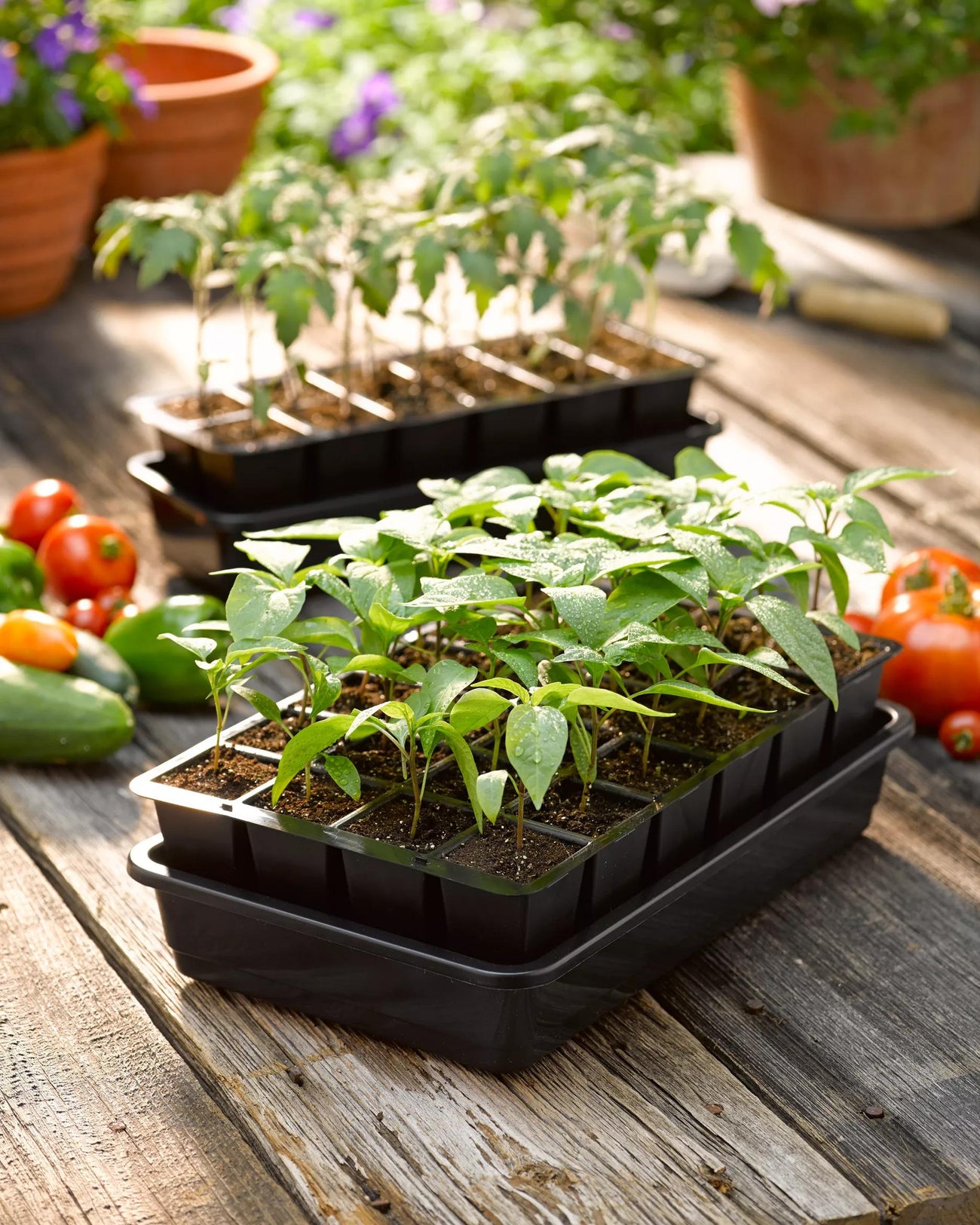 Seed Starting Trays, Kits & Supplies | Gardener's Supply