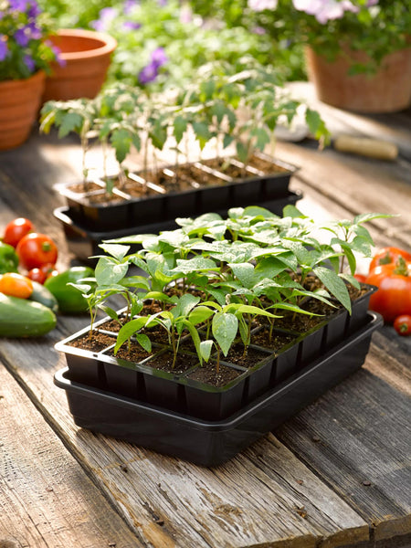 indoor tomato plant kit GrowEase Seed Starter Kit | 12 Cell