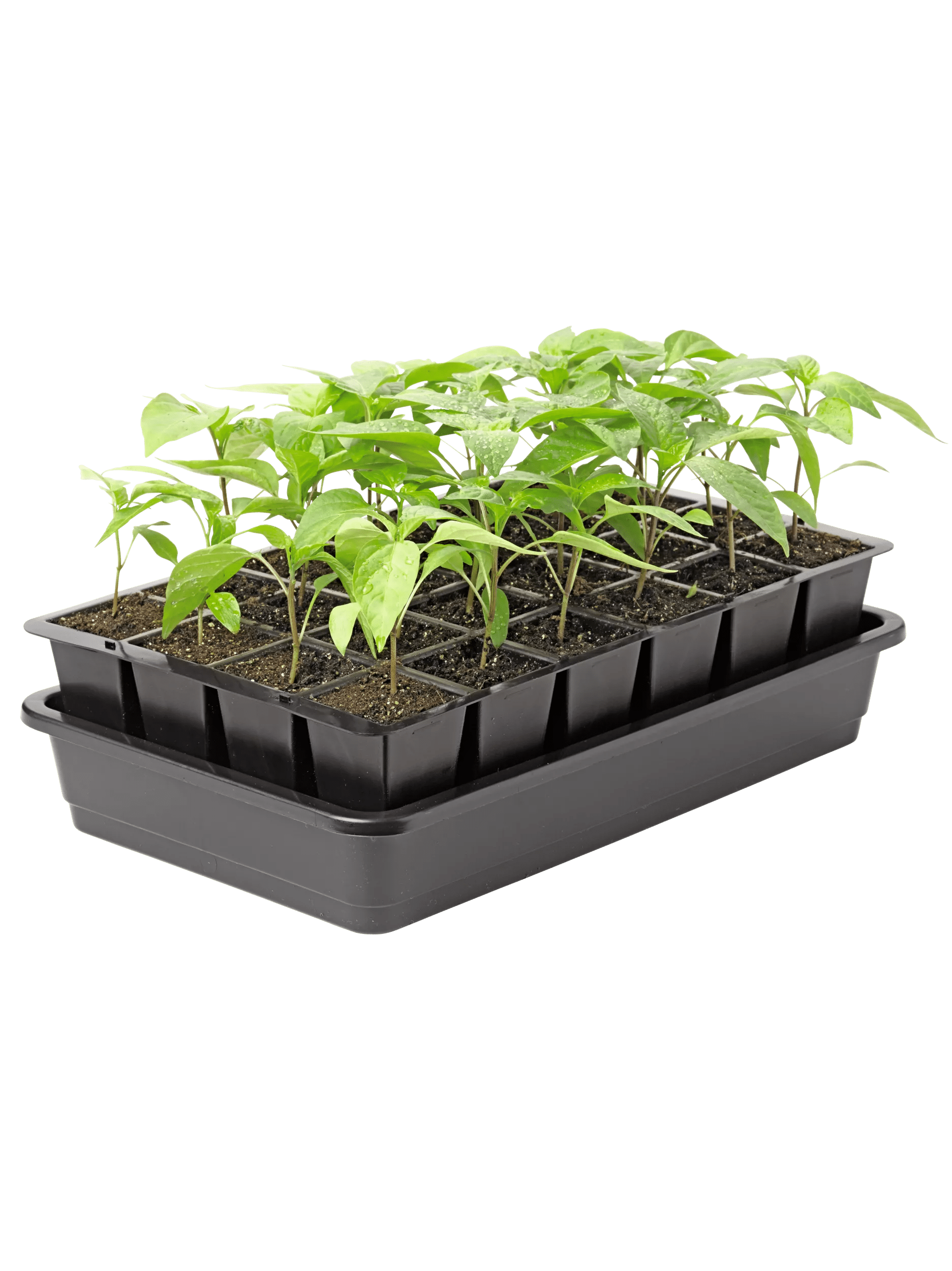 plant seed trays GrowEase™ Seed Starter Kit