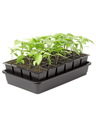 || https://assets.gardeners.com/transform/c0c02d51-d86d-49a5-8c36-946ebf767ab4/8589987_1153-tif